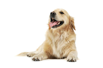 Studio shot of an adorable Golden retriever lying and looking satisfied