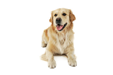Studio shot of an adorable Golden retriever lying and looking satisfied