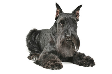Studio shot of an adorable Schnauzer lying and looking curiously at the camera