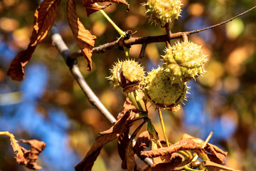 Aesculus hippocastanum Horse chestnut Conker autumn sunset brown leaves