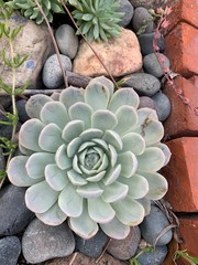 Drought Tolerant Succulent Plant Varieties