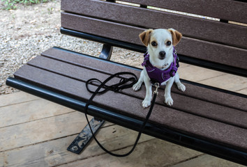 A cute  Chihuahua mixed dog sitting on the bench patiently waiting