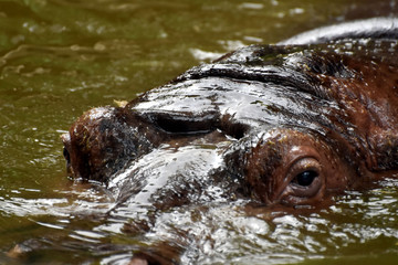 Fototapeta premium Occhi di Ippopotamo nell'Acqua