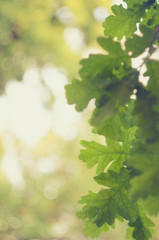 Fototapeta na wymiar Green oak leaves on a branch in the sunlight. Nature blur greenery bokeh leaf wallpaper.