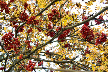 Fire of rowan red