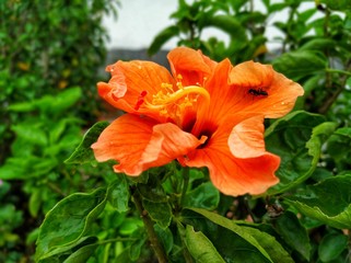 red flower in the garden