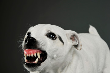 Portrait of an excited mixed breed dog standing and looking angry