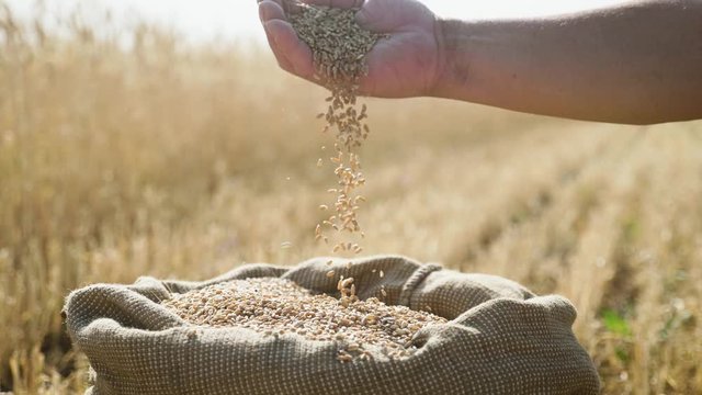 Natural grains of wheat in a bag. Ingredients for baking homemade bread. Harvesting cereals. Agricultural, price change and export concept.