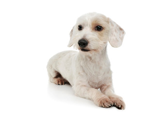 Studio shot of an adorable mixed breed dog lying and looking curiously