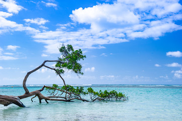 Mangrove on the beaches of Martinique