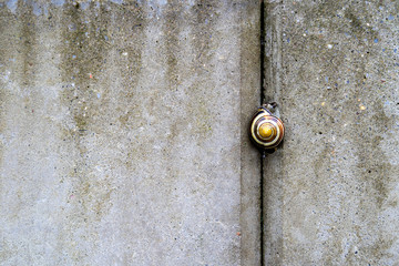 Snail climbing grey concrete wall with water droplet at back autumn offset
