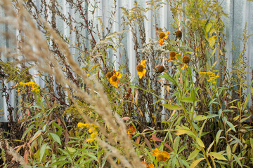 Flowers in the grass