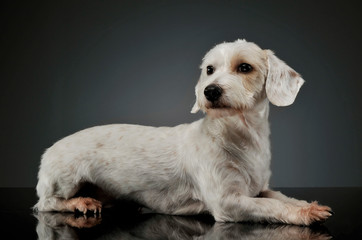 Studio shot of an adorable mixed breed dog lying and looking curiously