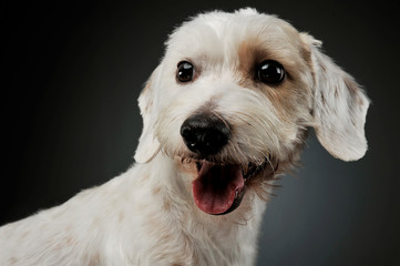 Portrait of an adorable mixed breed dog looking satisfied