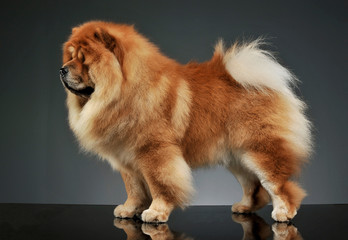 Fototapeta na wymiar Studio shot of an adorable chow chow standing and looking curiously