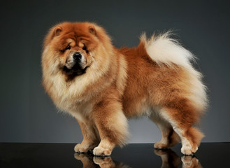 Fototapeta na wymiar Studio shot of an adorable chow chow standing and looking curiously at the camera