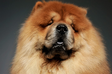 Portrait of an adorable chow chow looking curiously at the camera