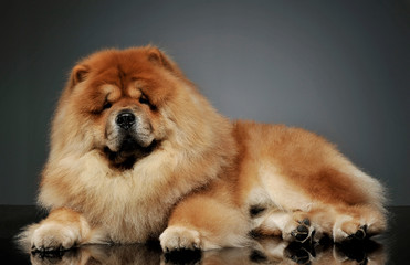 Fototapeta na wymiar Studio shot of an adorable chow chow lying and looking curiously at the camera