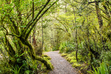 path in the forest, beautiful nature landscape background