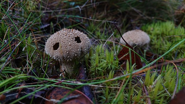 Lycoperdon marginatum mushroom lookinng like a melancholy little monster in the gras
