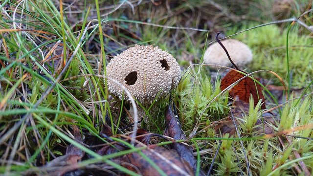 Lycoperdon marginatum mushroom lookinng like a sad little monster in the gras