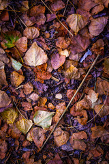 FALLED COLOR SHEETS ON THE FOREST FLOOR 2. AUTUMN COLORS