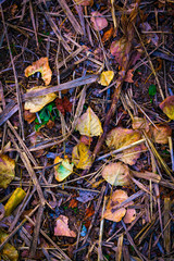 FALLED COLOR SHEETS ON THE FOREST FLOOR. AUTUMN COLORS