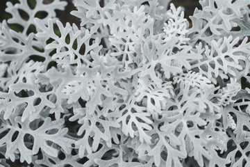 A plant similar to a Christmas snowflake.  Christmas theme in plants