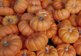 Autumn Pumpkin Thanksgiving Halloween Background. Festive, season. Orange, white, green Fall colors.