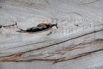 Background in the form of a fresh saw cut young tree.  The kind of tree inside.