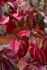 Red autumn leaves on the wall