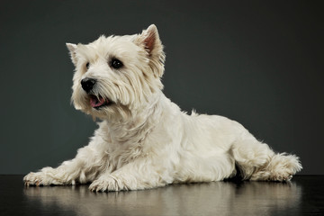 Studio shot of an adorable West Highland White Terrier lying and looking curiously