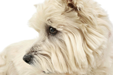 Portrait of an adorable West Highland White Terrier looking curiously