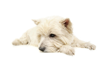 Studio shot of an adorable West Highland White Terrier lying and looking sad