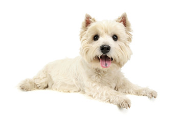 Studio shot of an adorable West Highland White Terrier lying and looking curiously at the camera