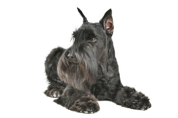 Studio shot of an adorable Schnauzer lying and looking curiously