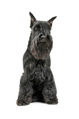Studio shot of an adorable Schnauzer sitting and looking curiously at the camera
