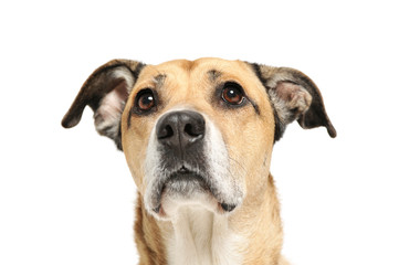 Portrait of an adorable mixed breed dog looking up curiously