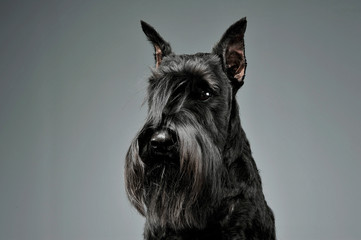 Portrait of an adorable Schnauzer looking curiously at the camera