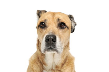 Portrait of an adorable mixed breed dog looking curiously at the camera
