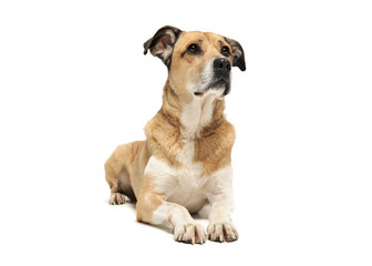 Studio shot of an adorable mixed breed dog lying and looking up curiously