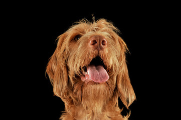 Portrait of an adorable wire-haired magyar vizsla looking up curiously with hanging tongue