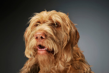Portrait of an adorable wire-haired magyar vizsla looking curiously at the camera