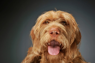 Portrait of an adorable wire-haired magyar vizsla looking at the camera with hanging tongue
