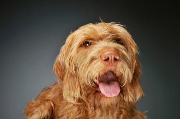 Portrait of an adorable wire-haired magyar vizsla looking at the camera with hanging tongue