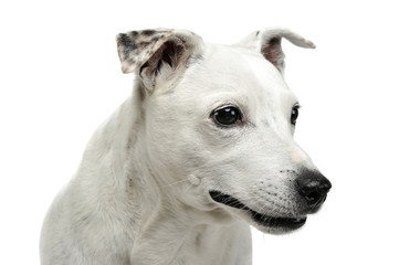 Portrait of an adorable mixed breed dog looking curiously