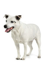 Studio shot of an adorable mixed breed dog standing and looking satisfied