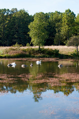 Naklejka na ściany i meble white swans with small swans on the lake
