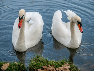 Obraz premium Two white swans heart water scene. White swans love scene. True love two swans