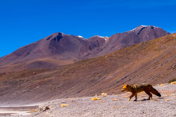 Zorro andino en el salar de Uyuni Bolivia Sur America